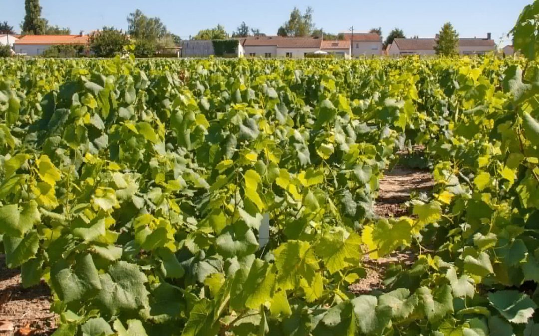 Quels sont les vins de Loire ? Voyage au cœur du vignoble ligérien
