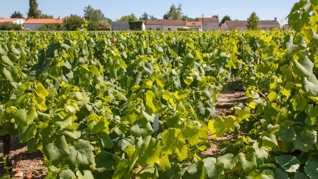 vins et vignes de Loire